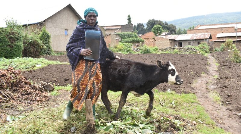 Nyabihu; Nyirabazungu avuga ko yambuwe inka yo muri Girinka ku karengane