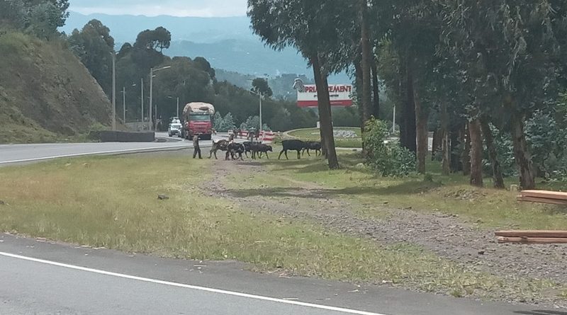 Musanze: Abatwara ibinyabiziga babangamiwe n’aborozi bambukiranya imihanda n’amatungo