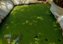 Ouest du Rwanda : Des éleveurs cultivent l’Azolla comme fourrage grâce aux connaissances acquises via le projet PRISM