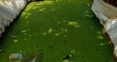 Ouest du Rwanda : Des éleveurs cultivent l’Azolla comme fourrage grâce aux connaissances acquises via le projet PRISM