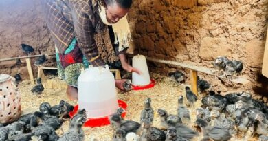 Ruhango:Les 10 poules données par PRISM à Mukamuligo ont transformé la vie de sa famille