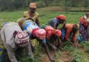 Rutsiro : Le district veut augmenter le nombre d’adhérents au programme « Tekana Urishingiwe Muhinzi-Mworozi »
