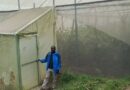 Karongi : L’assurance agricole « Tekana » renforce la confiance des producteurs sous serre et stimule les investissements