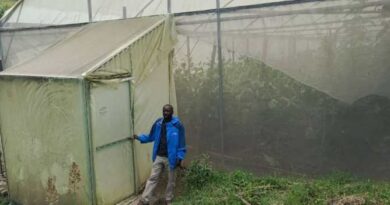 Karongi : L’assurance agricole « Tekana » renforce la confiance des producteurs sous serre et stimule les investissements