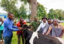  Rwanda : Trois millions de litres de lait collectés à travers le pays