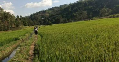 Nyamasheke : Le programme « Tekana Urishingiwe Muhinzi-Mworozi » a transformé la mentalité des riziculteurs