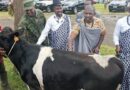  Rubavu : L’importance de la vache mise en lumière lors de la célébration annuelle de la Journée de la Vache