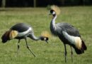 La Grue couronnée : un oiseau emblématique du Rwanda qui mérite d&rsquo;être protégé