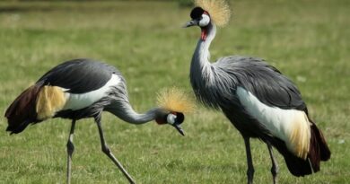 La Grue couronnée : un oiseau emblématique du Rwanda qui mérite d&rsquo;être protégé