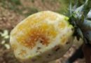 Rwanda : Une mystérieuse maladie menace les plantations d’ananas dans le district de Gakenke