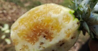 Rwanda : Une mystérieuse maladie menace les plantations d’ananas dans le district de Gakenke