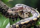 Pourquoi tuer un serpent peut coûter plus cher que le laisser vivre