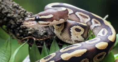 Pourquoi tuer un serpent peut coûter plus cher que le laisser vivre