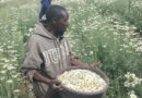 Ouest et Nord du Rwanda : le pyrèthre, moteur de développement
