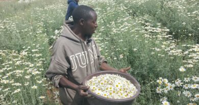 Ouest et Nord du Rwanda : le pyrèthre, moteur de développement